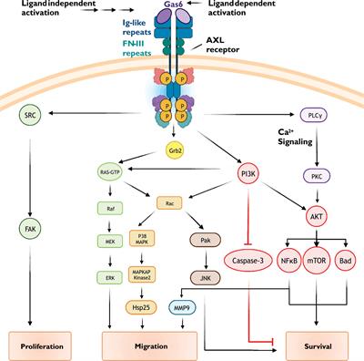 AXL/Gas6 signaling mechanisms in the hypothalamic-pituitary-gonadal axis